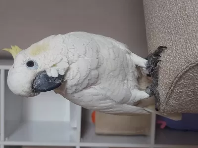 Full Evcil Kapalı Bilezik Sülfür Kakadu