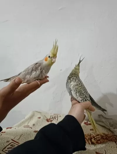 İzmir Merkezde Ele Kola Alışkın Yavru Papağanlar