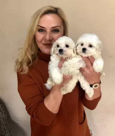 Pamuk Şeker Sevimli Maltese Terrier Yavrularımız