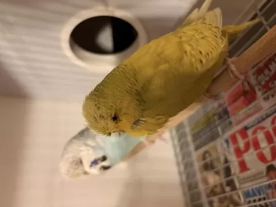 Erkek Show Jumbo Dişi Şov Takım Muhabbet Kuşu