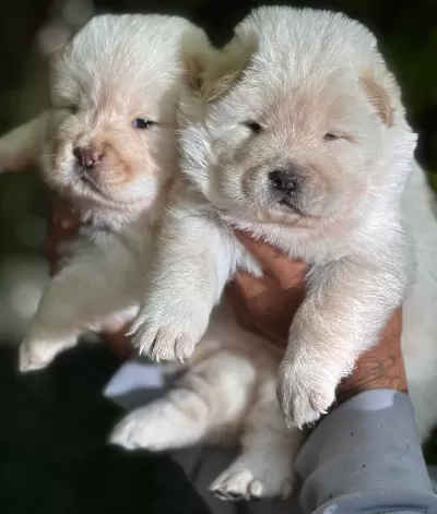 Muhteşem Efsane Çin Aslanı Chow Chow Yavrularımız