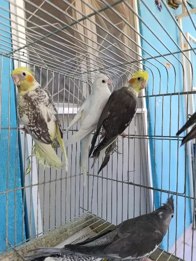 Sultan Papağanı Bebekler Yeni Sahibini Bekliyor