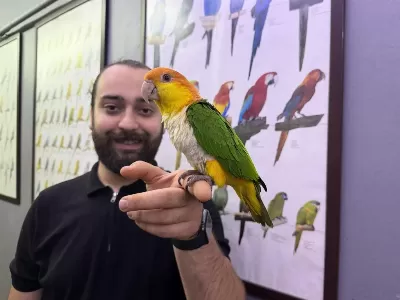Full Evcil Maskot Caique Papağanımız