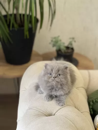 Güzel Surat British Longhair Lilac Yavrum