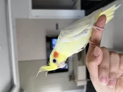Lutino 2 Aylık Ele Alışkın Sultan Papağanı
