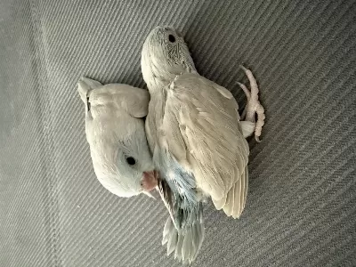 2 Adet Dişi Forpus Papağanı Yavrusu