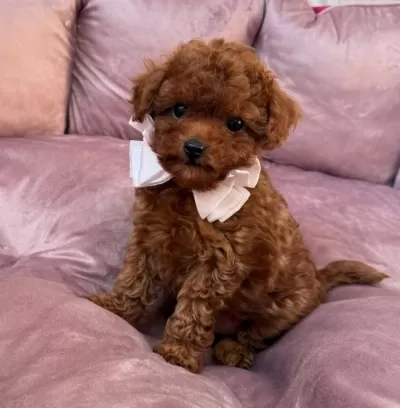 Sağlıklı Kore Toy Poodle