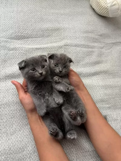 Scottish Fold Yavrular