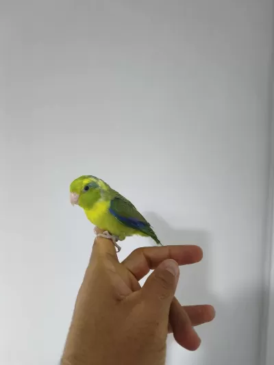 Yavru Forpus Papağanı