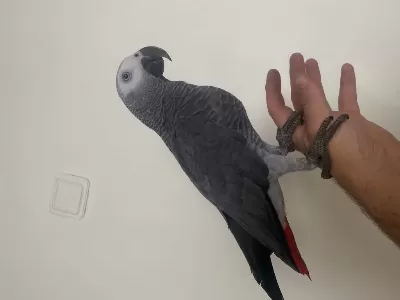 Evcil Bilezikli 2 Yaş Erkek Jako Papağanı