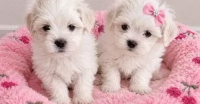 O Boy Maltese Miniklerim