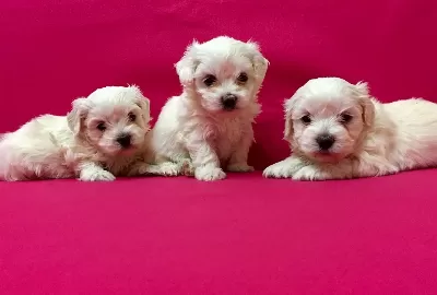 Pamuk Gibi Maltese Terrier Yavrularımız