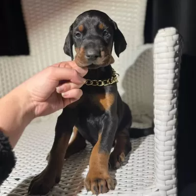 Eğitmenden Orijinal Doberman King Yavrular