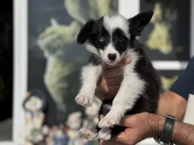 Zeka Küpü Border Collie Yavrularımız