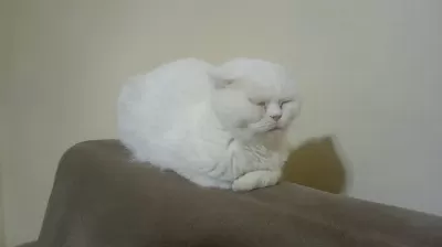 Ücretsiz Dişi Kedimiz Sahiplendirilir