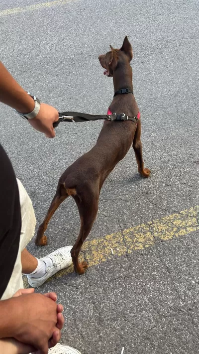 7 Aylık Dişi Doberman Ücretsiz Sahiplendirilecek
