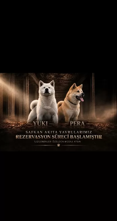 Safkan Akita İnu Yavrularimiz
