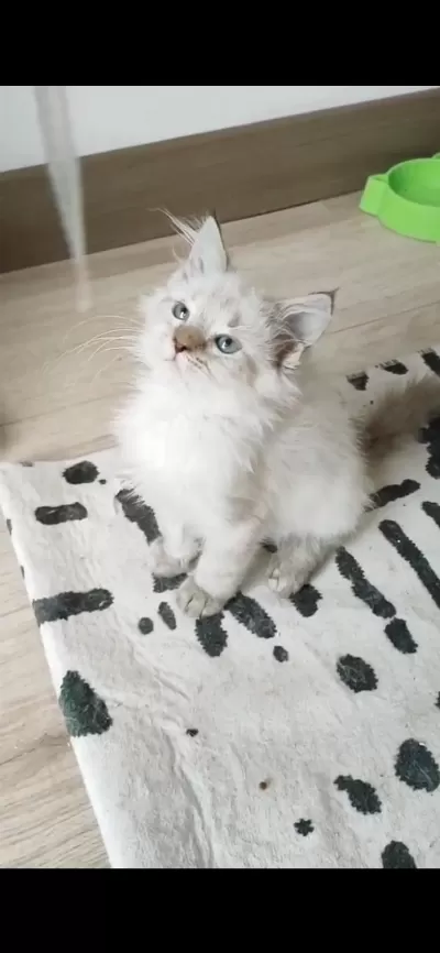 British Longhair 2 Aylık