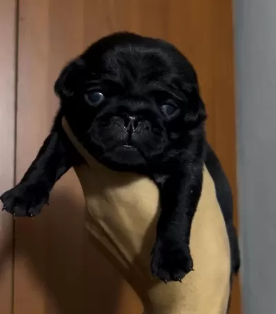 Pug Köpekler Rezerveye Açik Sadece