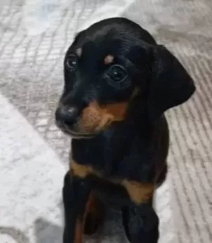 2 Aylık Doberman
