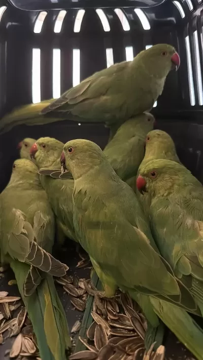 Bebek Pakistan Papağanlar