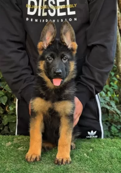 Dünya Çapında Derece Almış Alman Çoban Köpeği Yavruları
