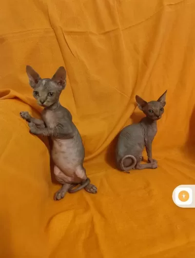 Sphynx Home 2 Aylık Bebekler