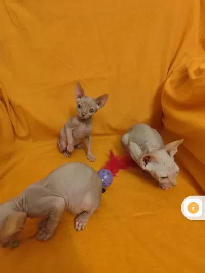 Sphynx Home Yavrular
