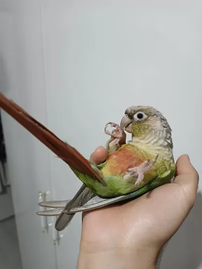 Evcil Konur Papağanı