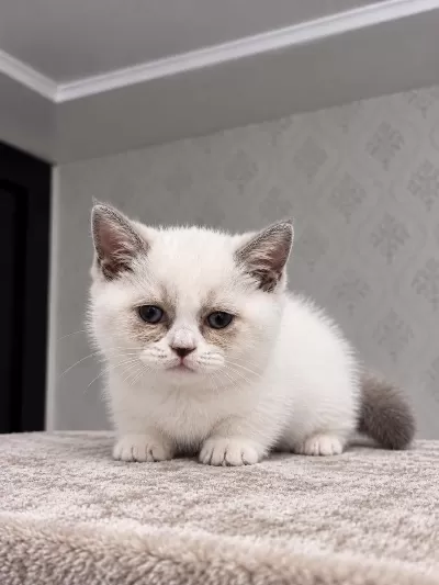 Sağlıklı Munchkin Yavrular