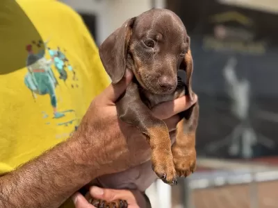 Çok Özel Safkan Mini Dachshund Yavrumuz