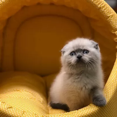 Scottish Fold Blue Point Yavrularim