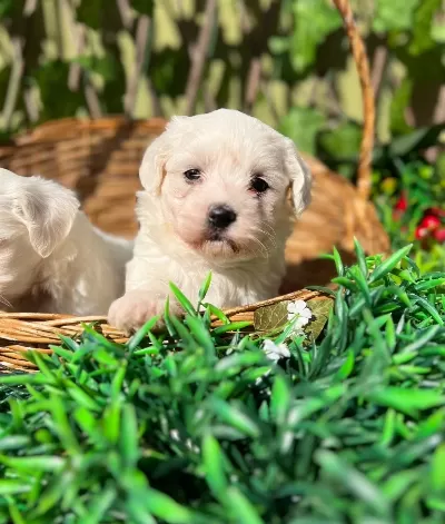 Kar Beyaz Irk Garantili Maltese Terrier Yavrular