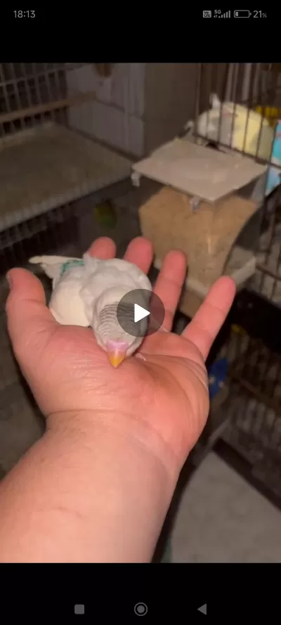 Sağlıklı Yavru Muhabbet Kuşu