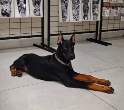 Safkan 120 Günlük Dişi Doberman