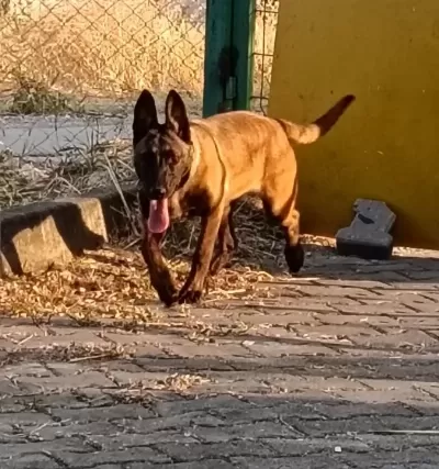 Belgian Malinois Eğitimli Asena