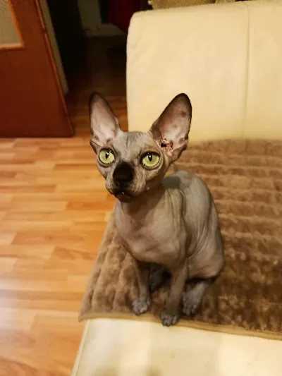 Satılık Sphynx yavruları