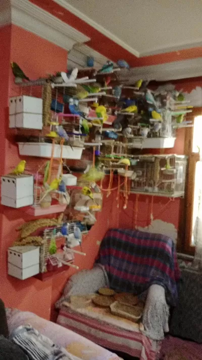 Dişi Ve Erkek Çift Muhabbet Kuşu Yumurtalari İle