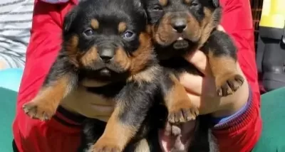 Koca Kafa Rotweiler