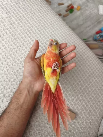 Yavru Suncheek Konur Papağanı