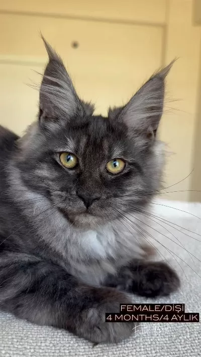 Her İle Teslim Renk Renk Xxl Şampiyon Maine Coon Yavrular