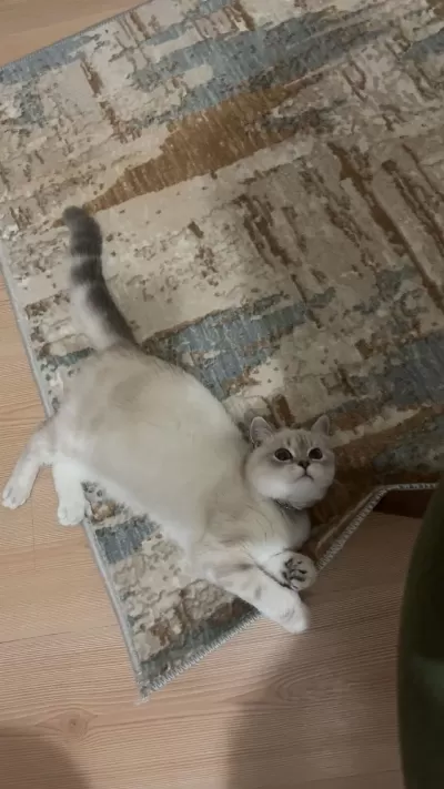 British Shorthair Dişi Kedi