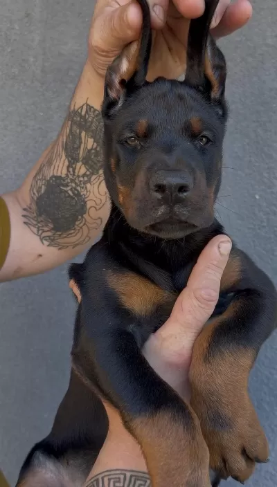 Şecereli European Doberman