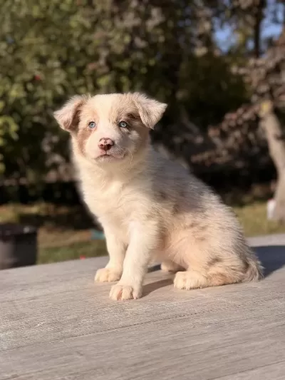 Red Merle Mavi Gözlü Border Collie Yavrular