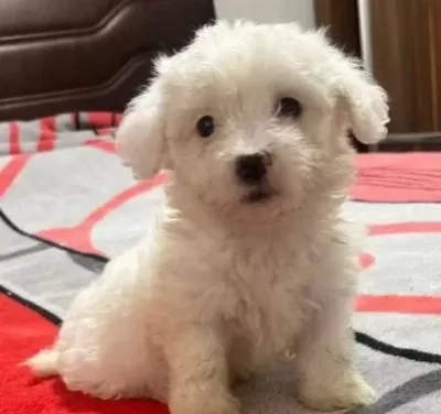 Maltese Terri Er Ci Nsi Yavrular