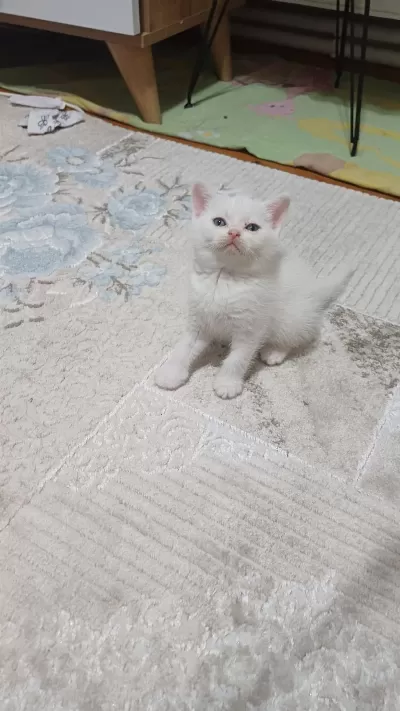 Yenı Yuvasına Hazır Kedilerimiz