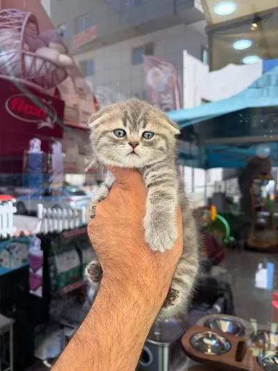 İrk Ve Sağlik Garantili Scottish Fold Yavrularimiz