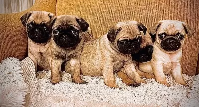 Oyuncu Tompik Pug Bebekler