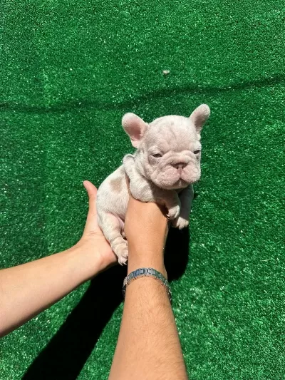 Sağlıklı Rope French Bulldog