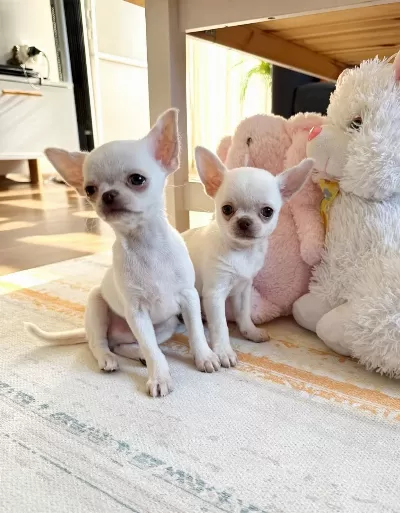 Safkan Beyaz Erkek Chihuahua Köpekler